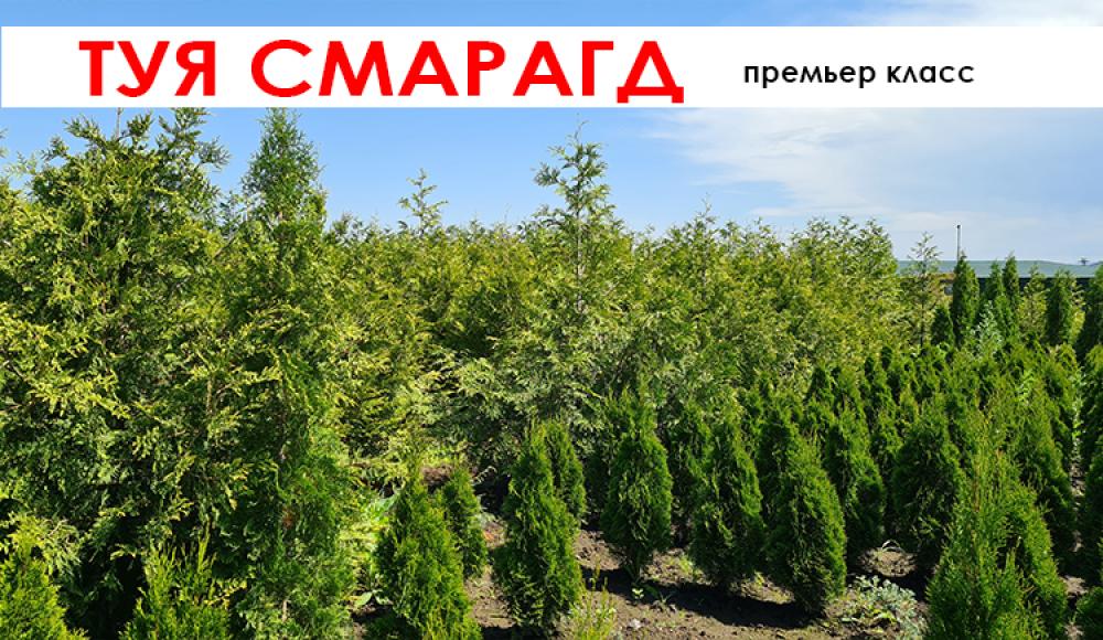 ПИТОМНИК ДЕКОРАТИВНЫХ РАСТЕНИЙ