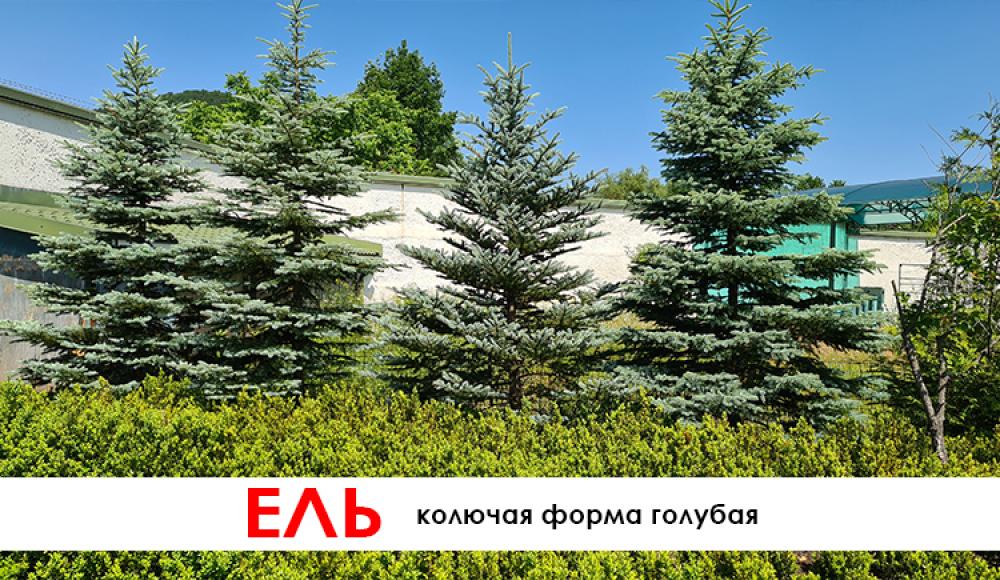 ПИТОМНИК ДЕКОРАТИВНЫХ РАСТЕНИЙ