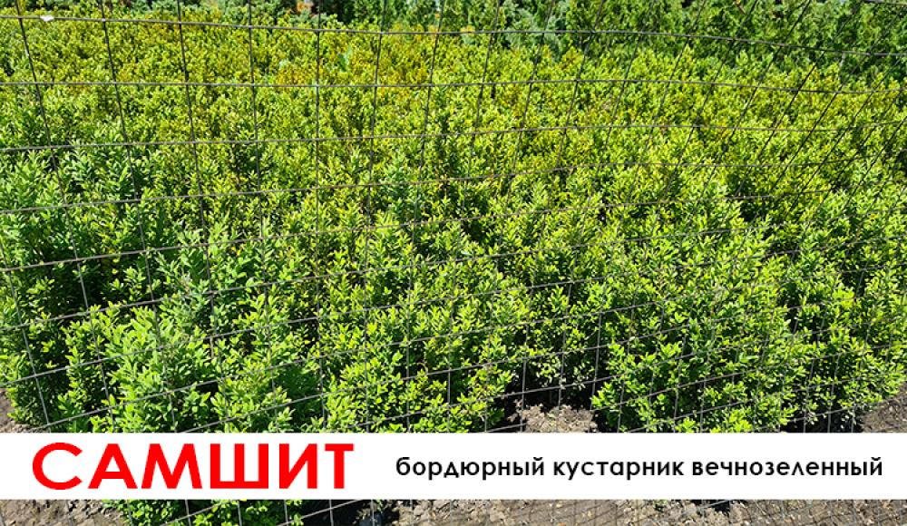 ПИТОМНИК ДЕКОРАТИВНЫХ РАСТЕНИЙ