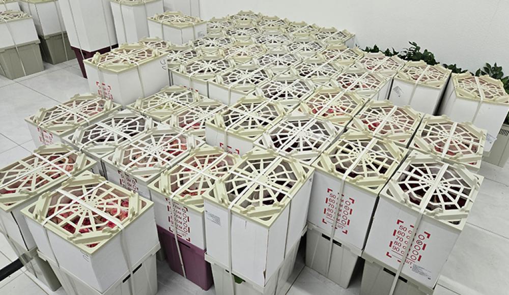 ЦВЕТЫ ЛИЛИ оптом и в розницу