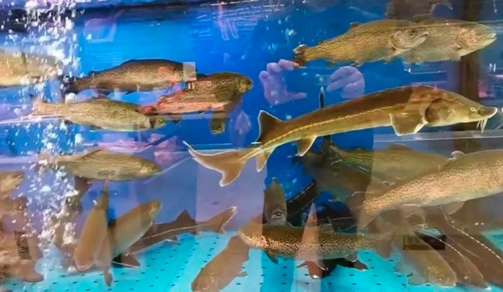 РЫБОМАНИЯ ЖИВАЯ РЫБА