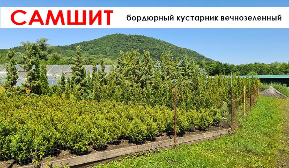 ПИТОМНИК ДЕКОРАТИВНЫХ РАСТЕНИЙ