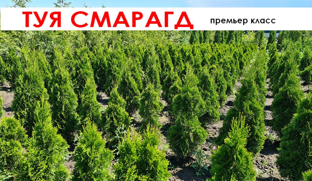 ПИТОМНИК ДЕКОРАТИВНЫХ РАСТЕНИЙ