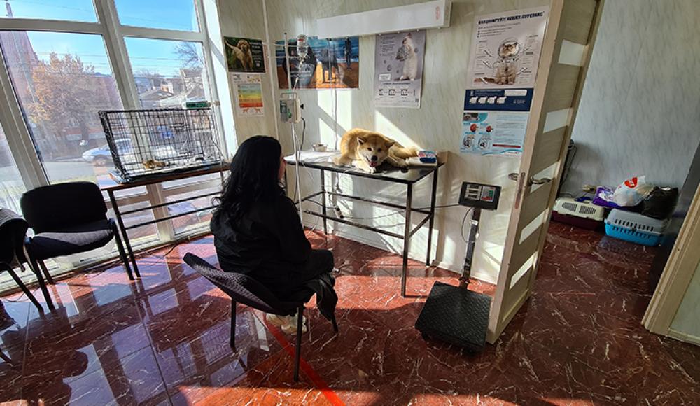 ZOO СЕРВИС ветеринарная клиника