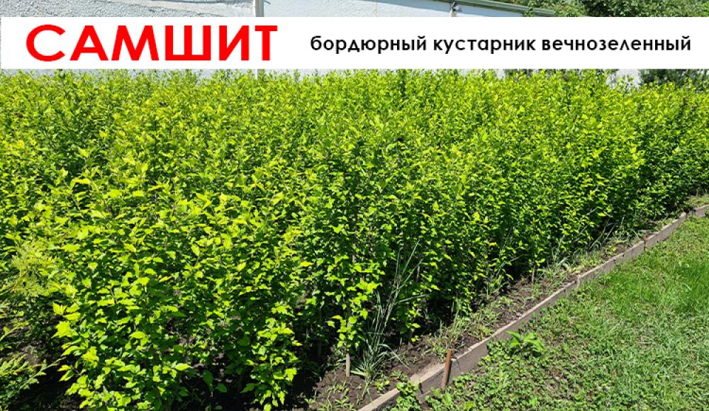ПИТОМНИК ДЕКОРАТИВНЫХ РАСТЕНИЙ